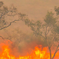 Bushfire spreading through trees